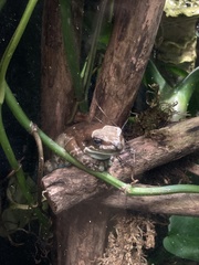 Trachycephalus resinifictrix