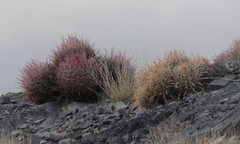 Homalocephala polycephala