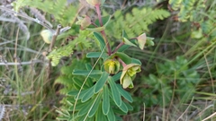 Euphorbia azorica