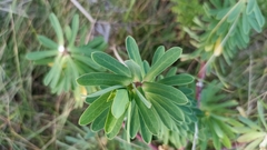 Euphorbia azorica