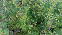 Euphorbia azorica