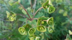 Euphorbia azorica