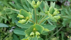 Euphorbia azorica