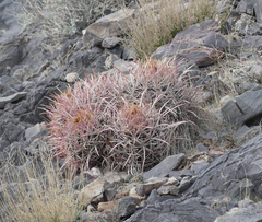 Homalocephala polycephala