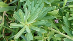 Euphorbia azorica