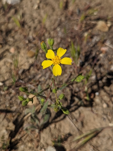 Image of Deinandra kelloggii by (c) My-Lan Le, some rights reserved (CC BY)