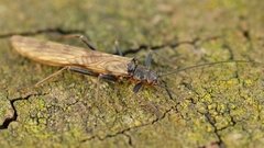 Taeniopterygidae