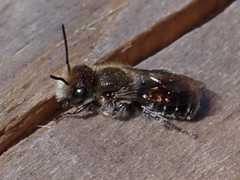 Osmia submicans