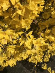 Forsythia suspensa