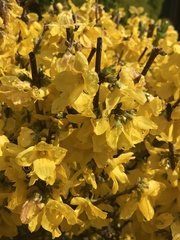 Forsythia suspensa