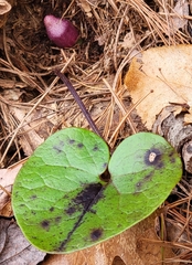 Hexastylis rhombiformis