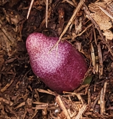 Hexastylis rhombiformis
