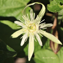 Passiflora capsularis