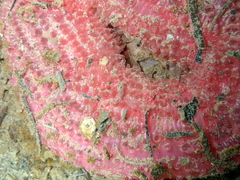Urticina clandestina
