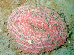 Urticina clandestina
