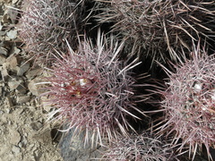 Homalocephala polycephala