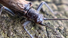 Taeniopterygidae