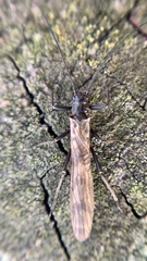 Taeniopterygidae