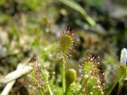 Drosera intermedia