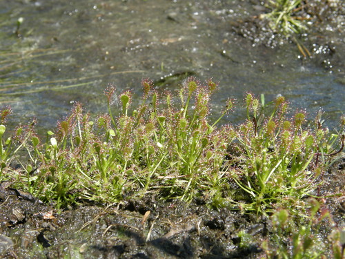 Drosera intermedia