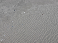 Haematopus palliatus