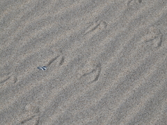 Haematopus palliatus