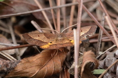 Metarranthis obfirmaria