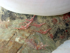 Heptacarpus kincaidi