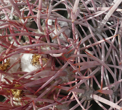 Homalocephala polycephala