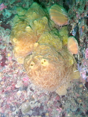 Mycale toporoki