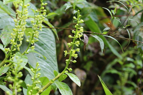 Epidendrum polyanthostachyum Hágsater, E.Santiago & García-Ram. 2