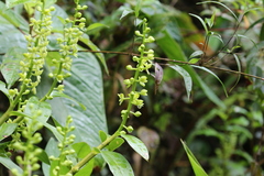 Epidendrum polyanthostachyum