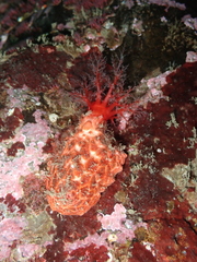 Psolus chitonoides