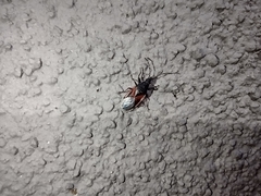 Oxycarenus lavaterae