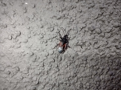 Oxycarenus lavaterae