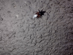 Oxycarenus lavaterae