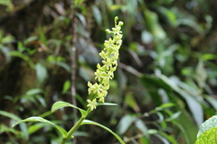 Epidendrum polyanthostachyum