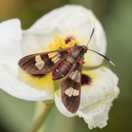 Phoenicoprocta teda Walker, 1854