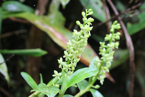 Epidendrum polyanthostachyum Hágsater, E.Santiago & García-Ram.