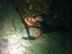 Sebastes nigrocinctus