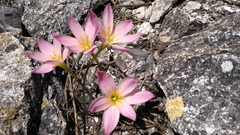 Zephyranthes brevipes