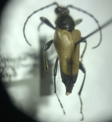 Trigonarthris proxima