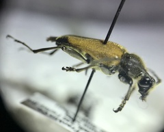 Trigonarthris proxima