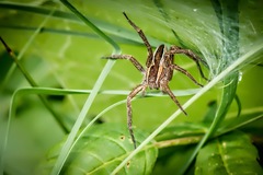Pisaurina brevipes