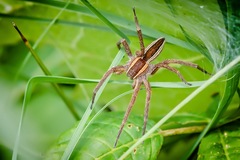 Pisaurina brevipes