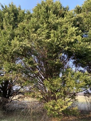 Cupressus × leylandii
