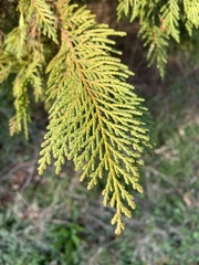Cupressus × leylandii