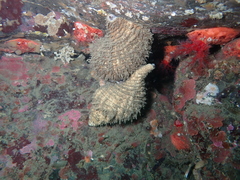 Fusitriton oregonensis