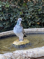 Columba livia domestica