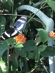 Heliconius hewitsoni